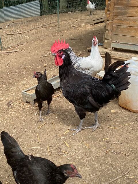 jeune coq gaulois de 2026 0 02600 Saint-pierre-aigle