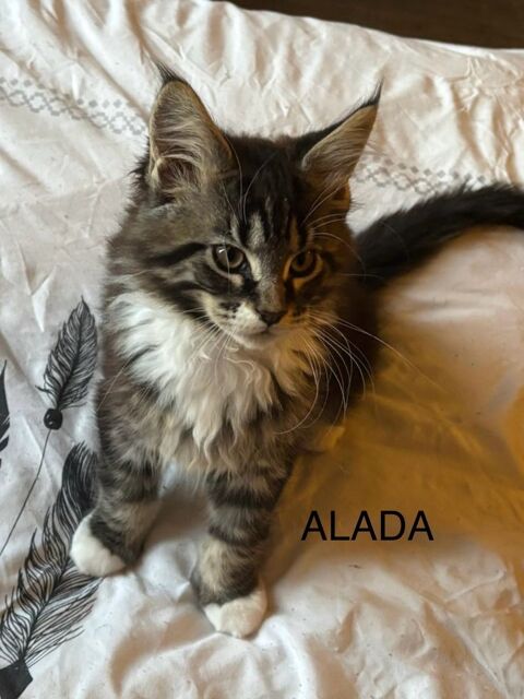 Magnifique chatons Maine Coon  1200 91670 Angerville