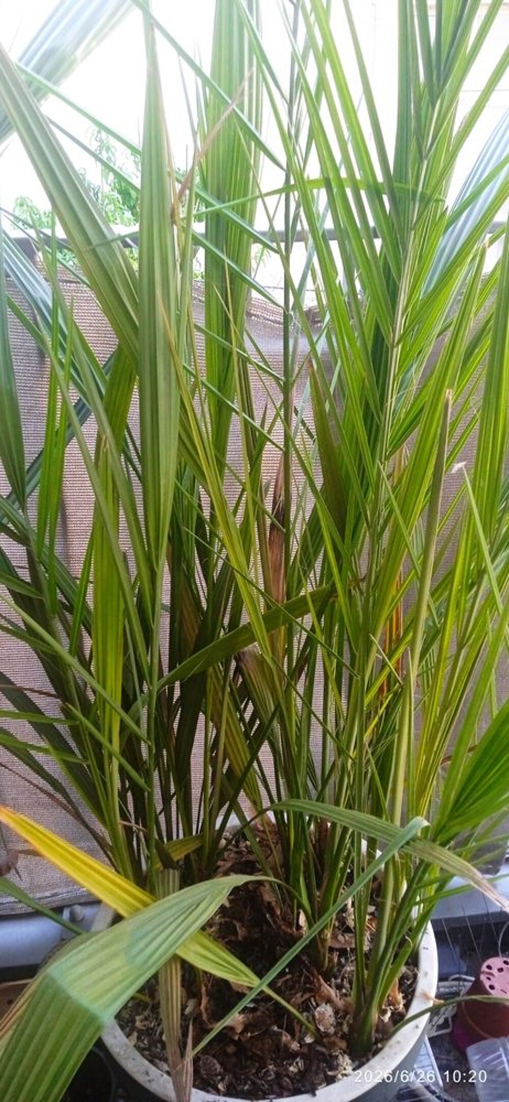 Une dizaine de palmiers dattiers d'un m&egrave;tre dans le pot. Jardin