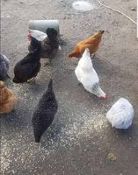   Poule Azur, noirans  