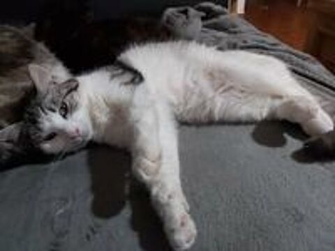   Scarlett, mignonne chatonne !!! 