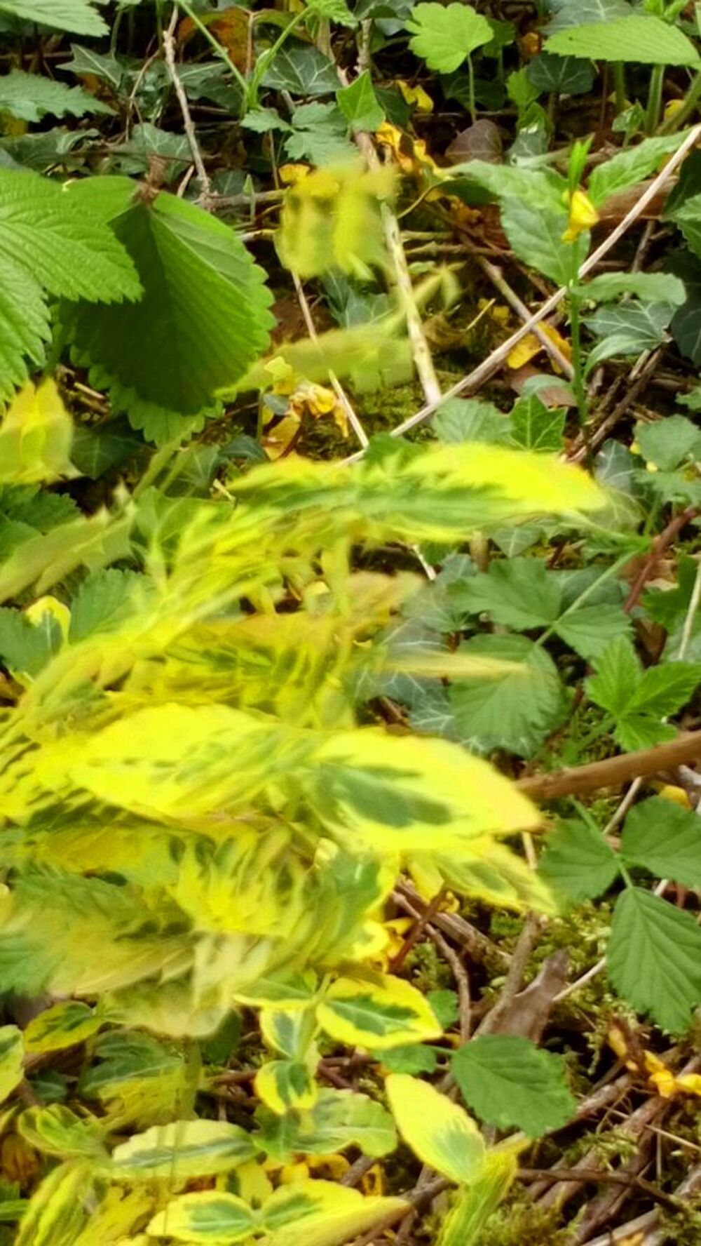 Fusain couvre-sol vert Jardin