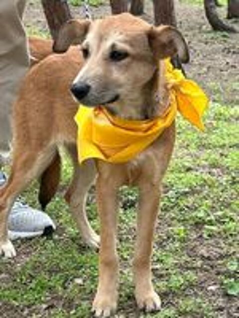   Cassie, née le 8 septembre 2025, taille adulte moyenne (16 kg environ), à l'adoption ! 