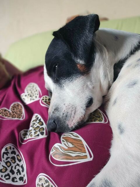 Vador l'adorable petit guerrier tripatte 50 76480 Jumi�ges