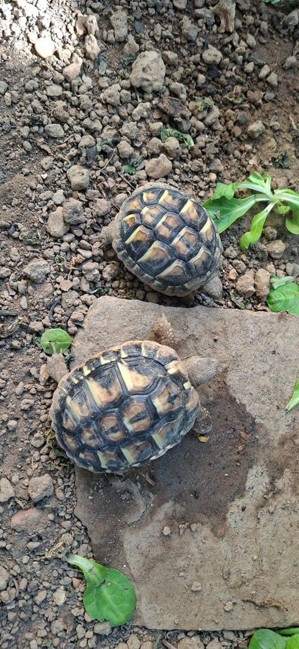   Bébés tortues  