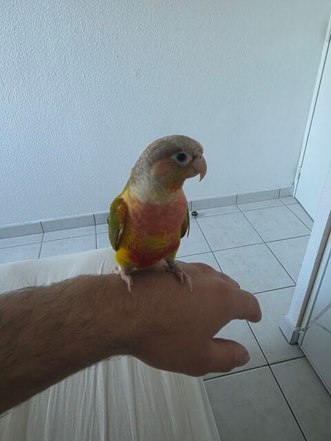 Conure eam 1 34000 Montpellier