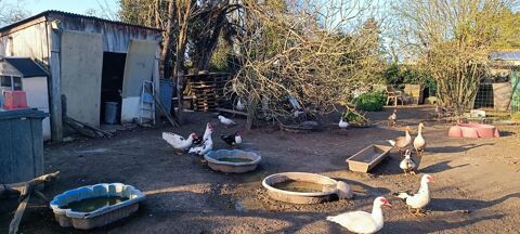 Canard de barbarie 25 17250 La vall�e