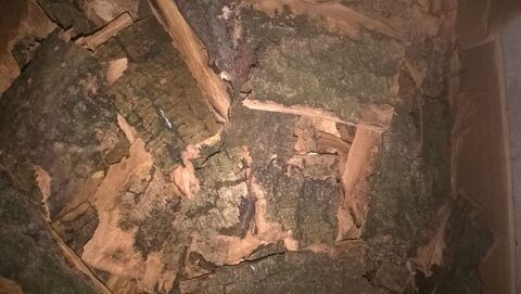 �corces d' arbres s�ches diverses. 3 Flers-en-Escrebieux (59)