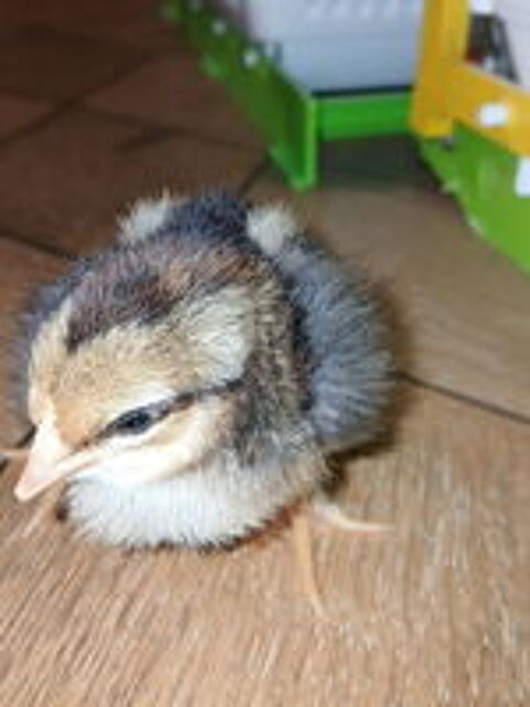    Poussins 