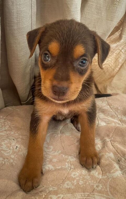 Sweety, femelle croisée berger, née le 15/04/2025  &#128054; 300 57000 Metz