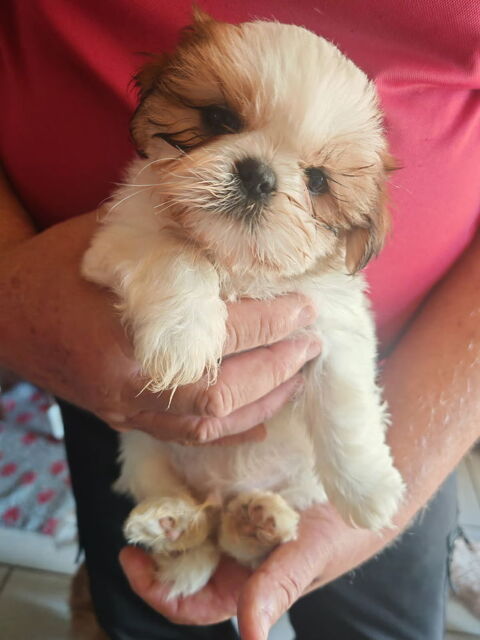 Shih tzu &agrave; r&eacute;server 690 86220 Les ormes