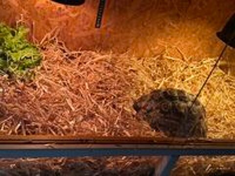   tortue léopard 8 ans cause de départ à l'étranger 900€ 