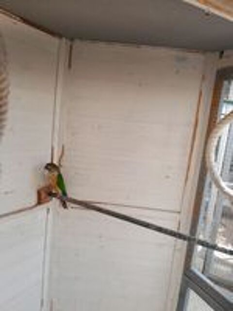   Conure pyrruha.  