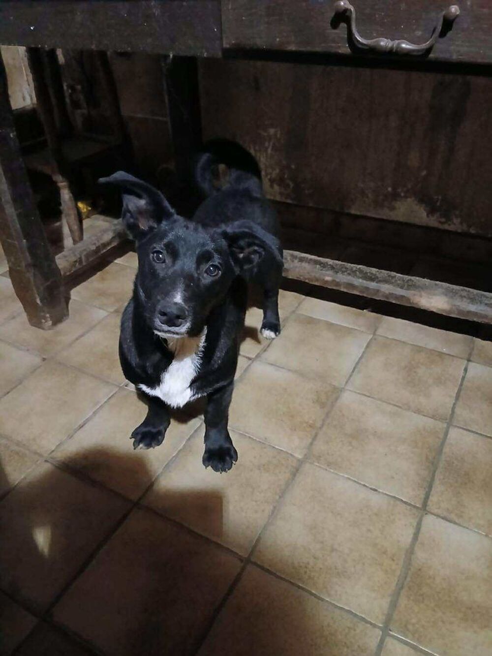   Scapin à l'adoption  