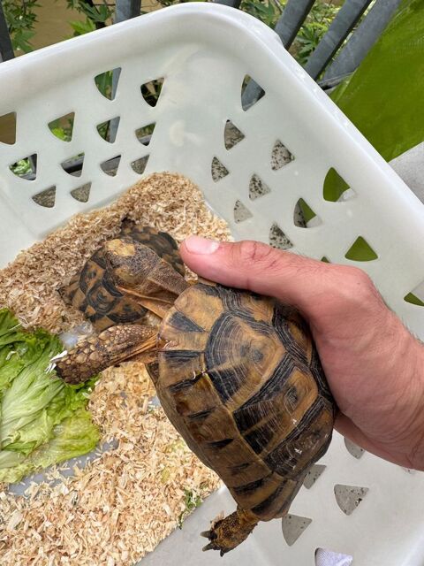 deux tortues M&acirc;le et femelle 185 69330 Meyzieu