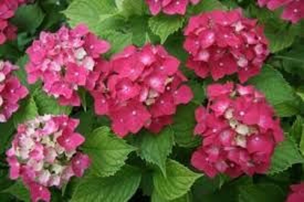 2 plants ou bulbes d'hortensia rose Jardin