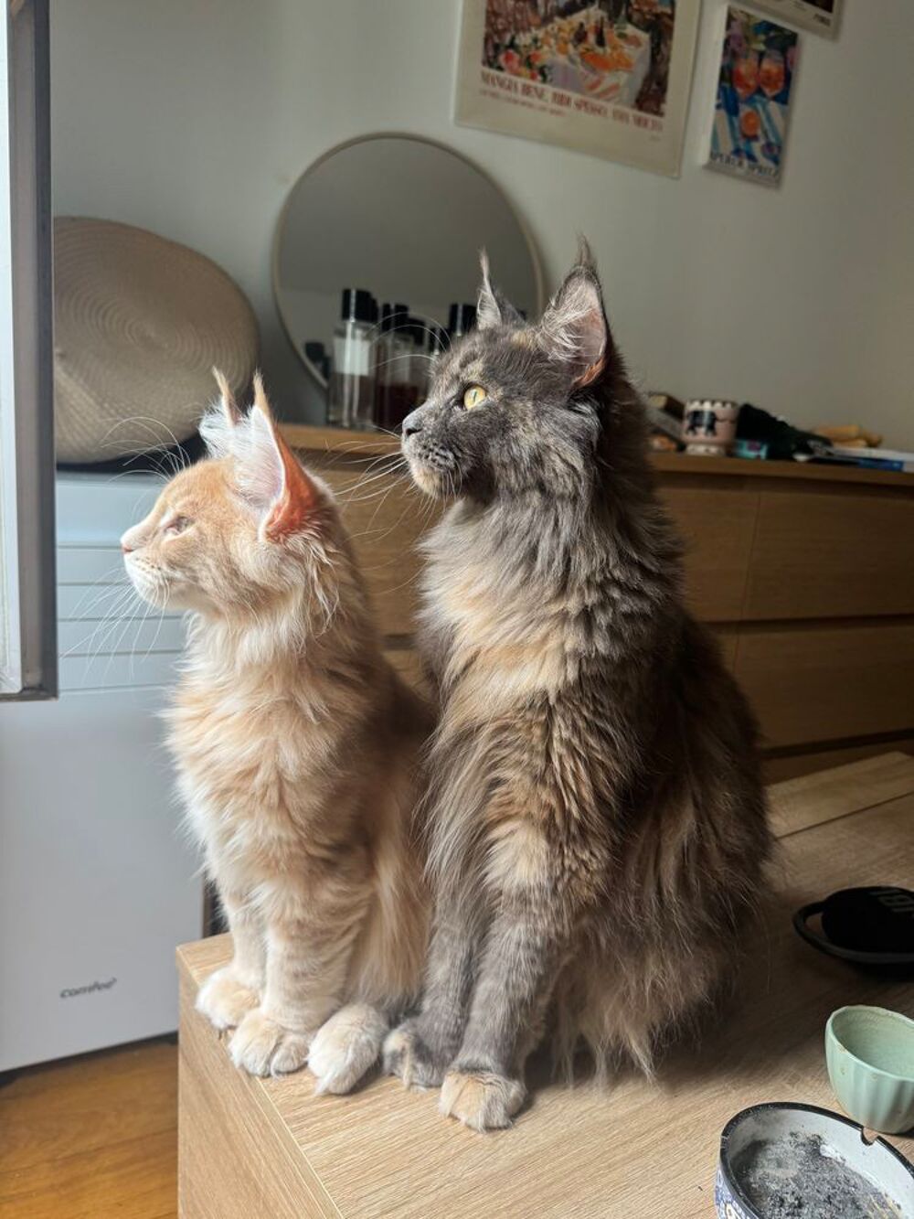   Mainecoon à    adopter 