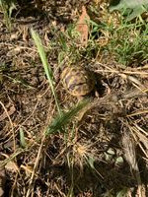   tortue de terre 3ans. 