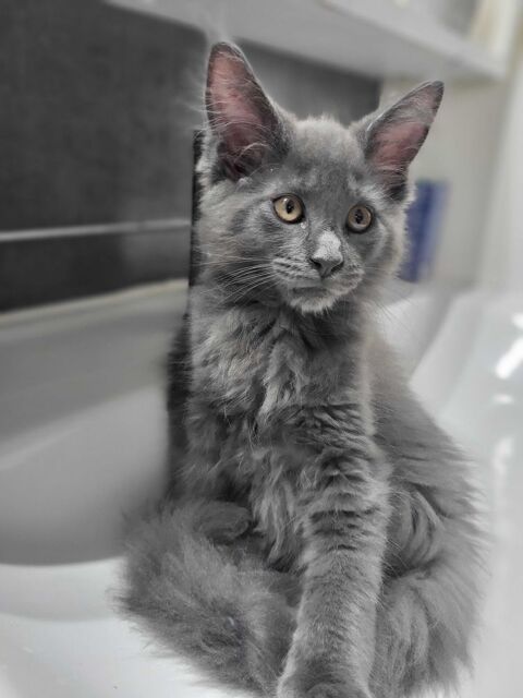 Chatons Maine Coon 750 02270 Chalandry