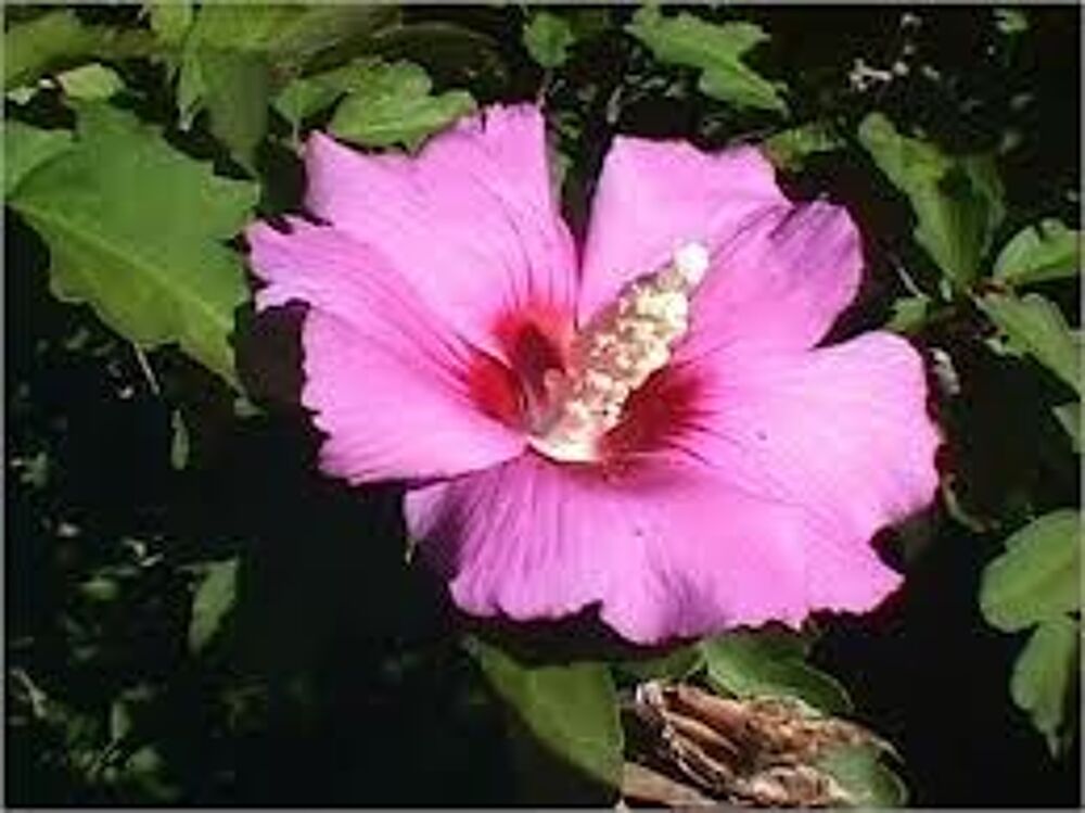 2 plants d'hibiscus rose Jardin