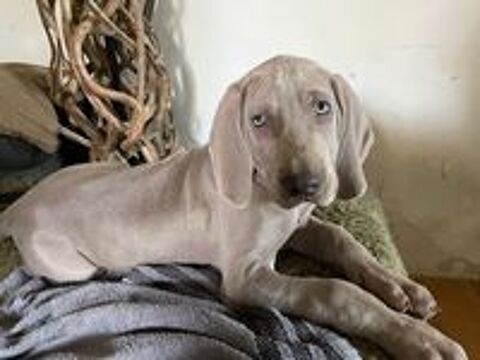   Chiots Braque de WEIMAR LOF 