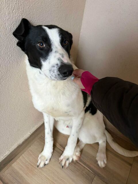 OLLY crois&eacute; male n&eacute; le 05/06/2025 300 72200 Le bailleul