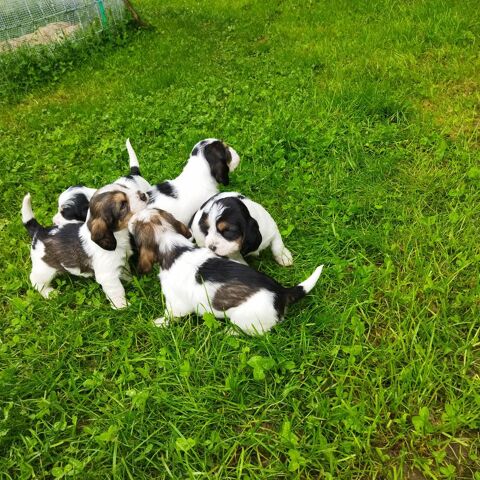 Chiots petits basset griffons vend&eacute;ens 650 42800 Saint-martin-la-plaine