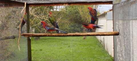Pennant m&acirc;le type sauvage de 2025 60 16230 Saint-angeau