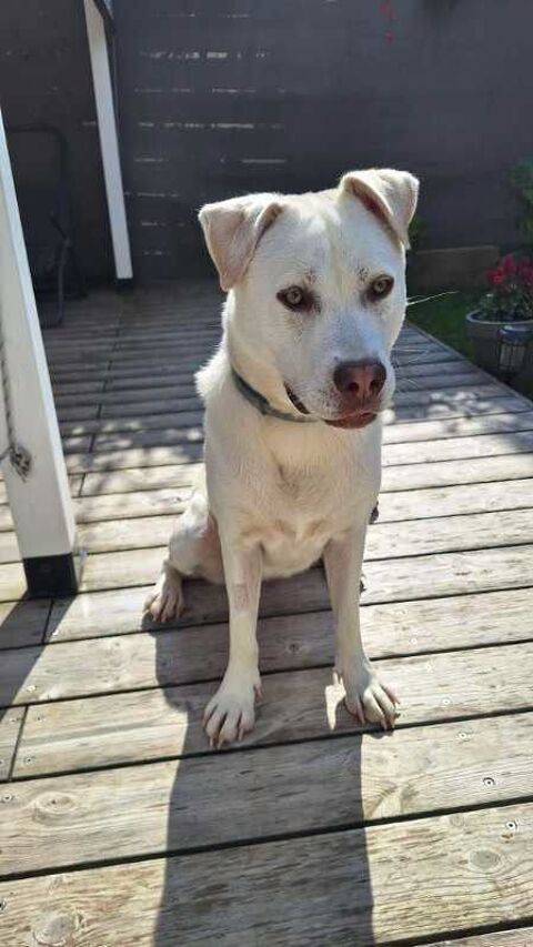Chien TAIGA &agrave; l adoption 250 26250 Livron-sur-drôme