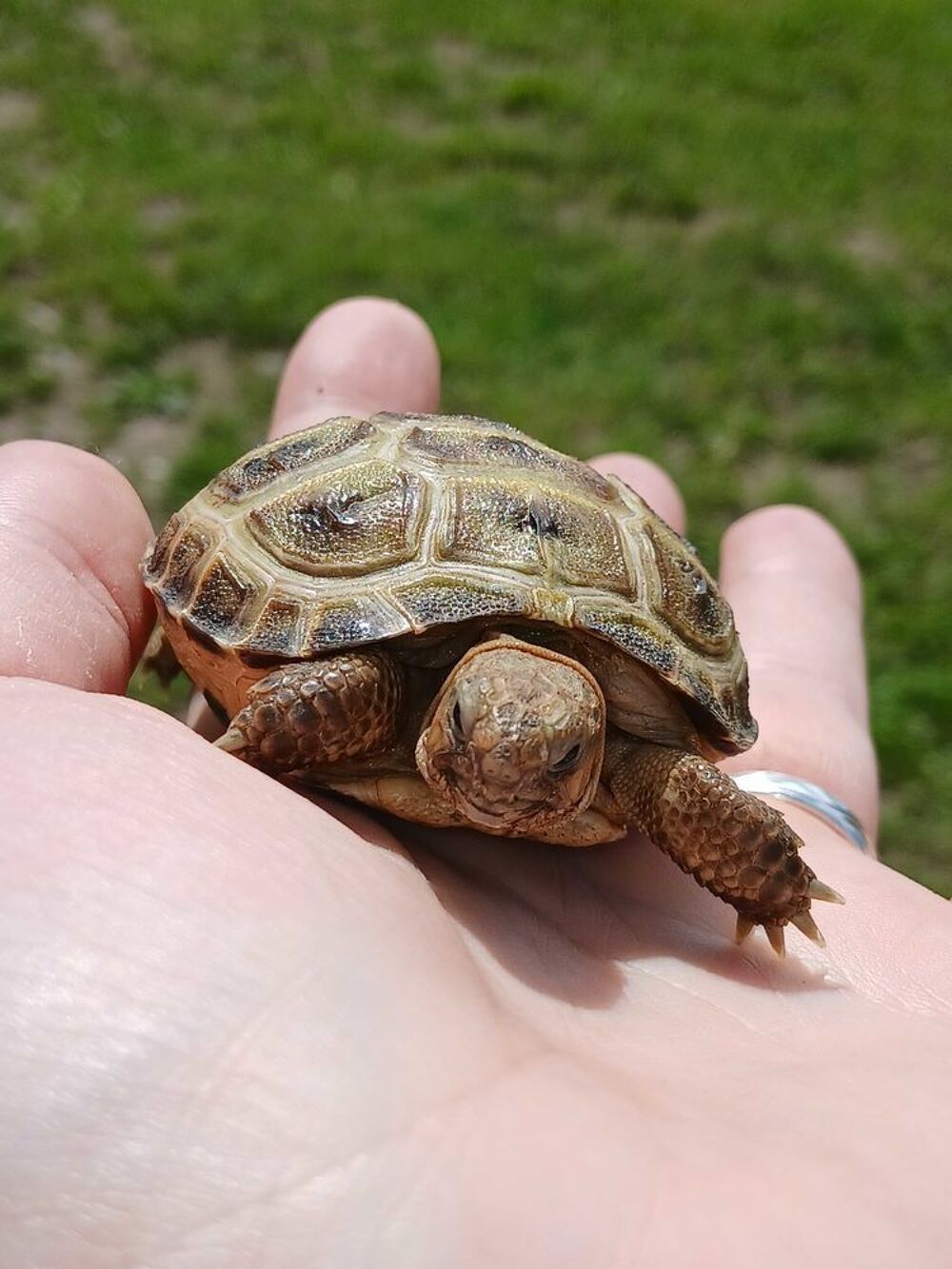 Tortues de terre (steppes, horsfield) 