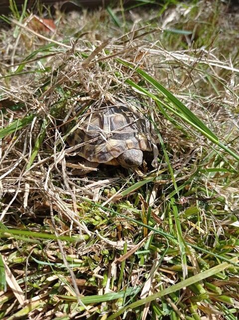 Tortue de terre 2 ans
90 31600 Muret