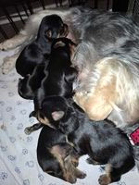   yorkshire terrier 