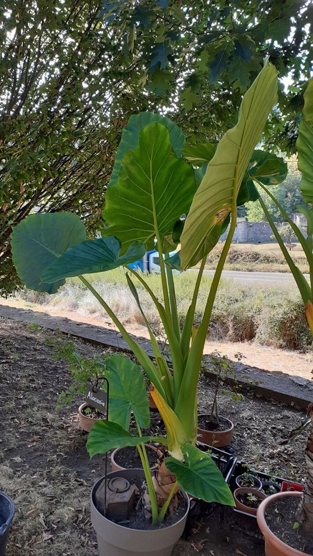 Plante oreille d'&eacute;l&eacute;phant ou Alocasia Jardin