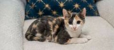   Belle chatonne 3 mois cherche famille 