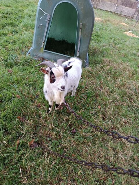 Bouc nain 80 50870 Le luot