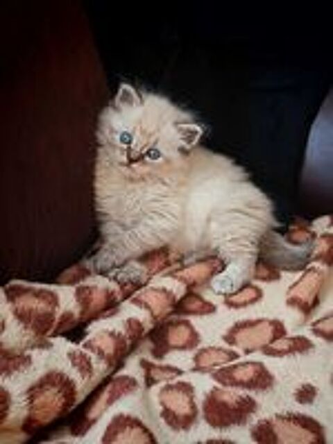   Chaton  Sacré Birmanie croisé 