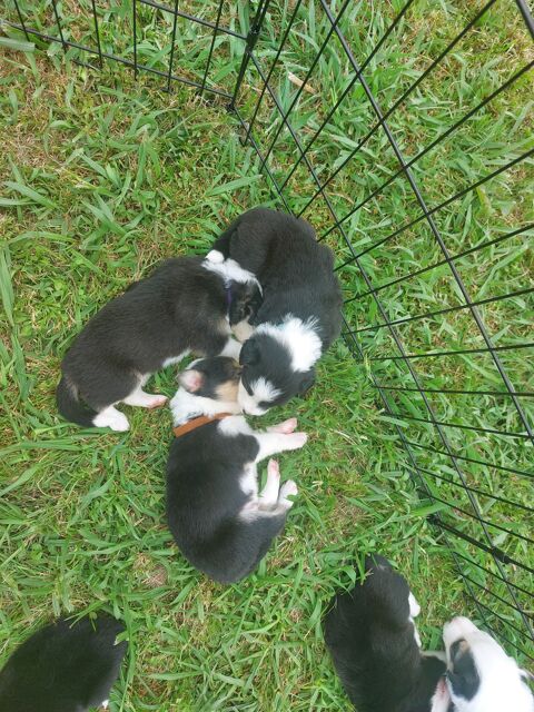 Chiots border collie pure race non lof mâles et femelles 300 64122 Urrugne