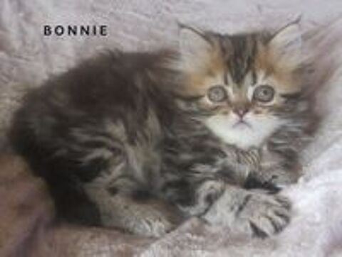   MAGNIFIQUE CHATON PERSAN FEMELLE LOOF A RESERVER 