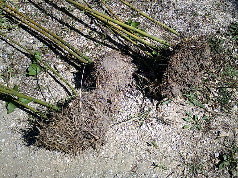 plants de bambou
Jardin