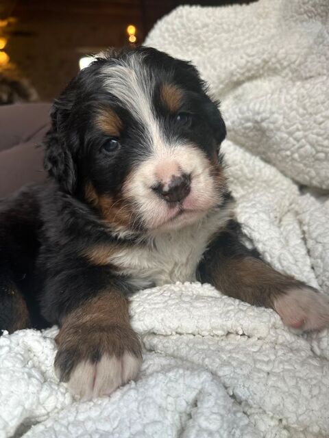 &Agrave; r&eacute;server, magnifiques chiots bouvier bernois inscrit  LOF 1550 53290 Saint-denis-d'anjou