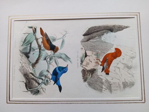  200   GRAVURES ORIGINALES DE BUFFON  LES OISEAUX  1839
50 Montigny-l�s-Metz (57)
