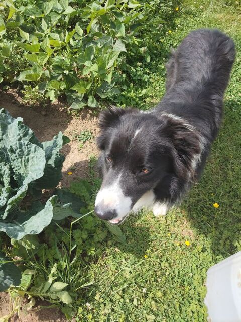 Don Border Collie recherche famille disponible 0 80140 Senarpont
