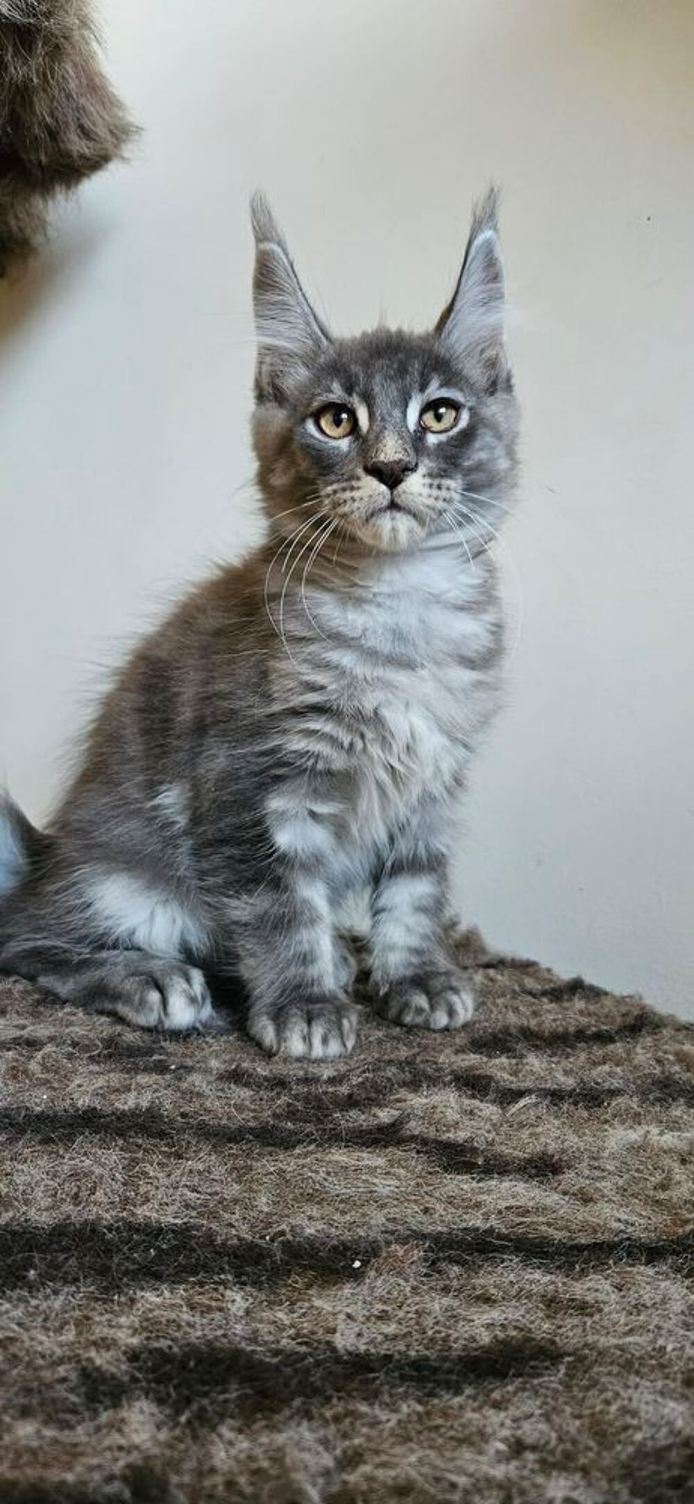   sublime Chaton maine coon loof  