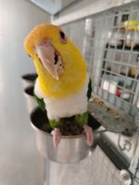   Caiques tete orange cuisses vertes 