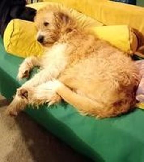   Chien SHANTI à l adoption 
