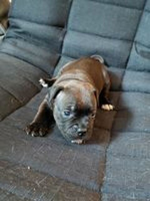   Chiots Staffies LOF 