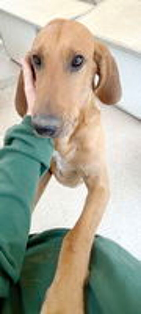   Caramel est àl'adoption 