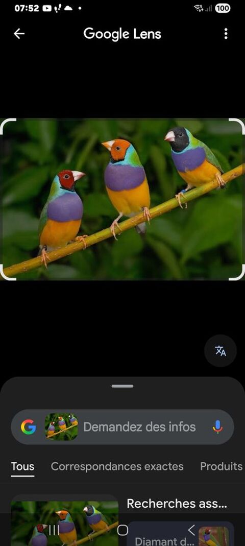 Diamant de gould 80 29410 Saint-th�gonnec