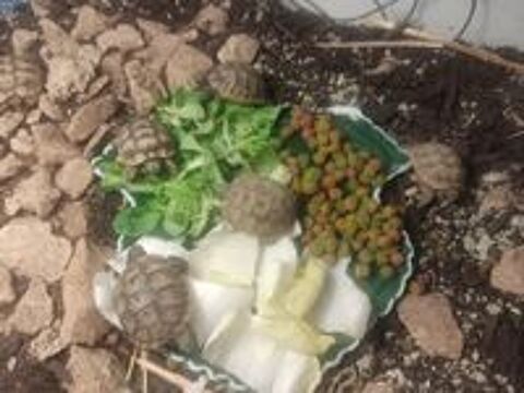  tortues grecques 2026 