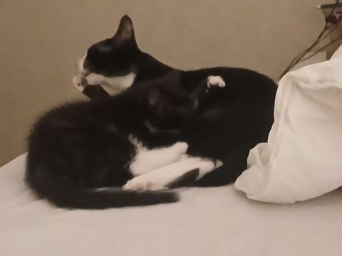 Donne chatons sevr&eacute;s m&acirc;le et femelle 0 21000 Dijon